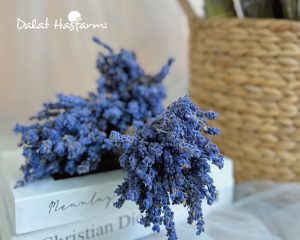 Hoa oải hương (lavender) khô - Shop hoa Đà Nẵng