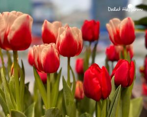 Hoa Tulip - Shop hoa Hải Phòng Dalat Hasfarm