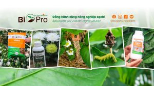 Bio-Pro Đồng hành cùng nông nghiệp sạch