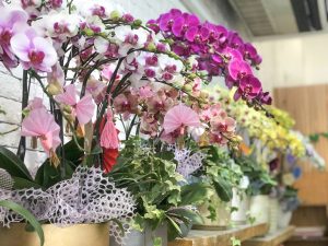 Shop hoa lan Bình Dương - Dalat Hasfarm