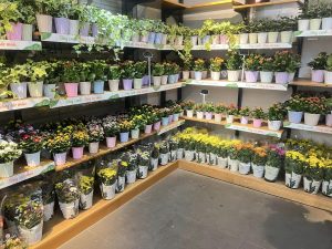 Hoa chậu shop hoa tươi Tân Bình - Dalat Hasfarm