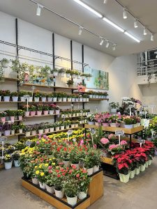 Shop hoa tươi Bình Dương - Dalat Hasfarm