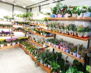 Hoa chậu và cây xanh - Cửa hàng hoa Quận 11 Dalat Hasfarm