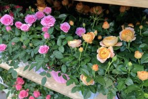 Hoa hồng chậu - Shop hoa Đà Nẵng Dalat Hasfarm