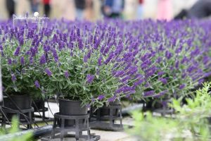 Hoa oải hương (lavender) tươi Dalat Hasfarm