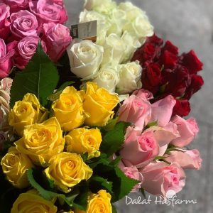 Hoa hồng Ecuador - Dalat Hasfarm