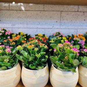 Chậu hoa sống đời - Shop hoa Dalat Hasfarm Quận 2