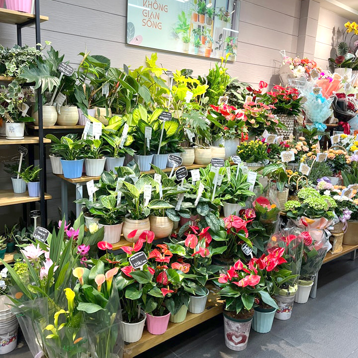 Hoa tươi và cây xanh - Shop hoa quận 6