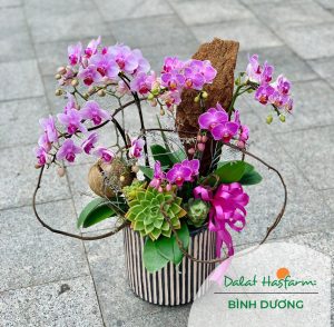 Hoa lan - Shop hoa tươi Dalat Hasfarm Bình Dương