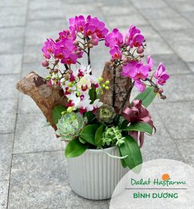 Hoa lan - Shop hoa tươi Dalat Hasfarm Bình Dương