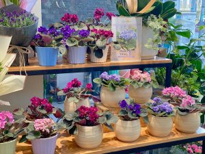 Hoa chậu - Cửa hàng hoa Quận 11 Dalat Hasfarm