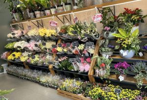 Hoa tươi đa dạng - Shop hoa Hải Phòng Dalat Hasfarm