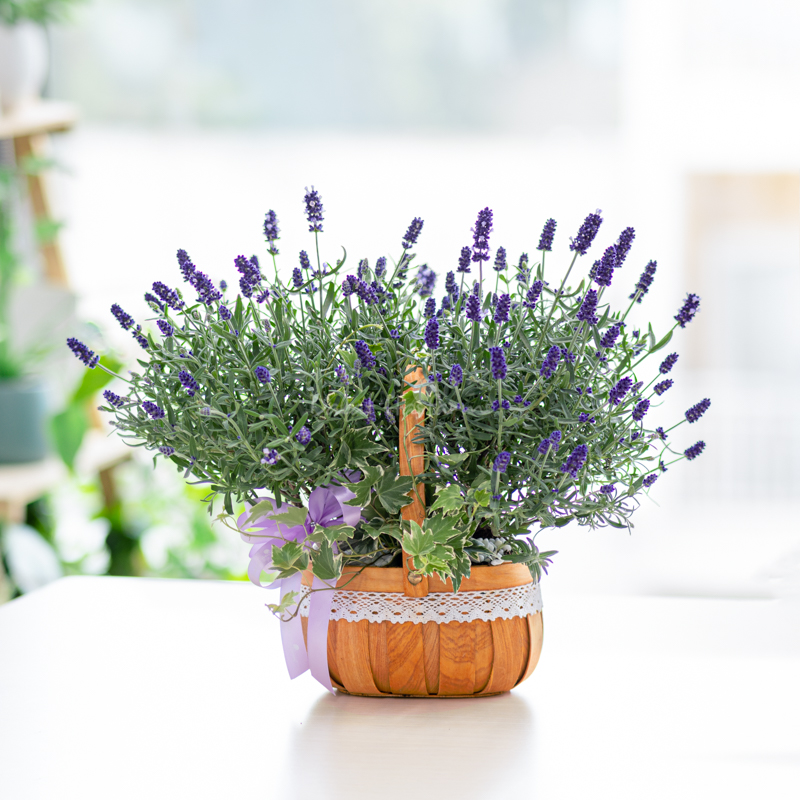 Giỏ hoa Lavender Dalat Hasfarm