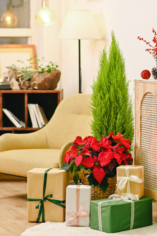 Trang trí phòng khách với Tùng thơm sẽ mang đến không khí Noel cho cả ngôi nhà bạn