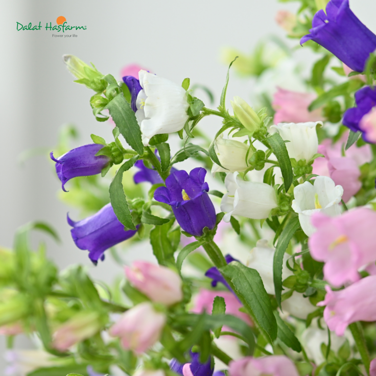 Hoa chuông - Campanula