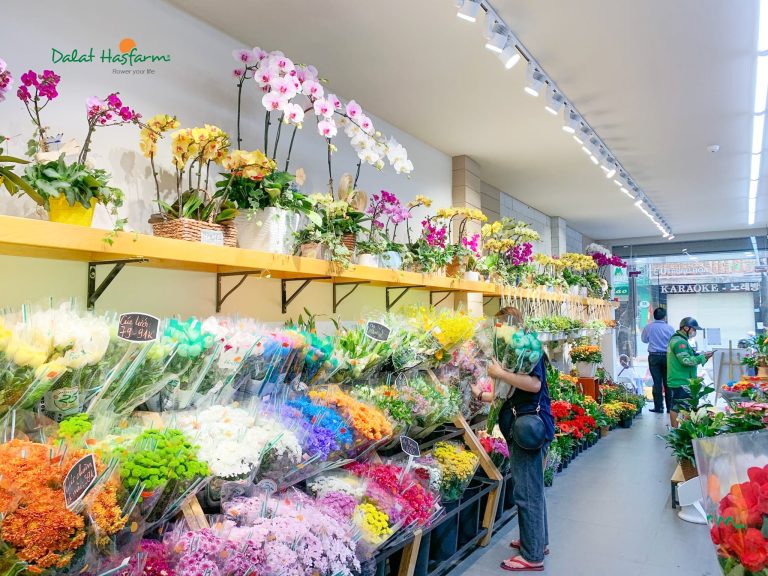 Hoa Cúc Nhánh đang được bày bán tại các cửa hàng hoa tươi Dalat Hasfarm