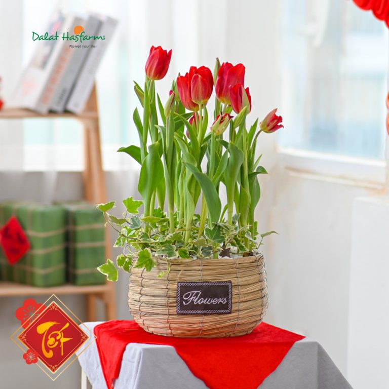 Chậu hoa Tulip Tết