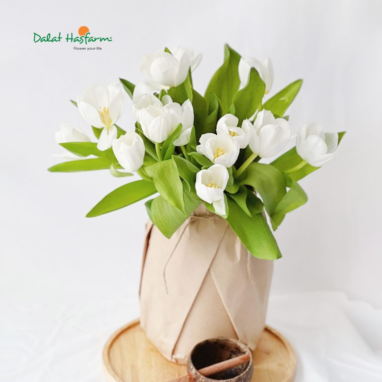 Hoa tulip thả bình