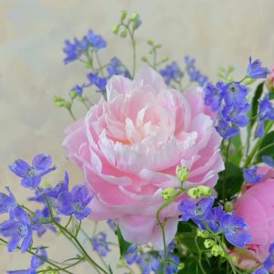 Mẫu đơn (peony)