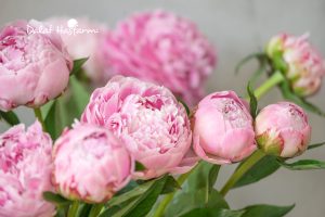 Hoa mẫu đơn (peony) với vẻ đẹp kiêu sa đầy sự thu hút