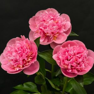 Hoa mẫu đơn (Peony) có nguồn gốc Trung Quốc