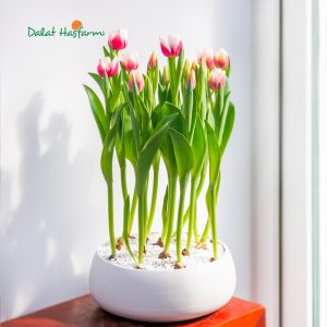 Hoa tulip chậu