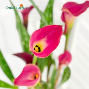 Calla Lily