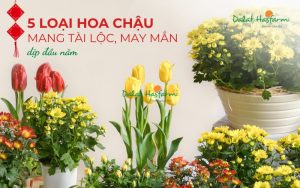 5 Loại hoa chậu mang tài lộc, may mắn vào nhà dịp đầu năm