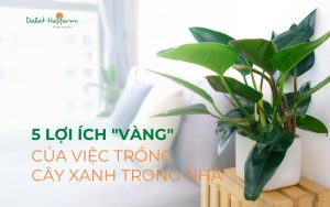 5 lợi ích vàng của việc trồng cây xanh trong nhà