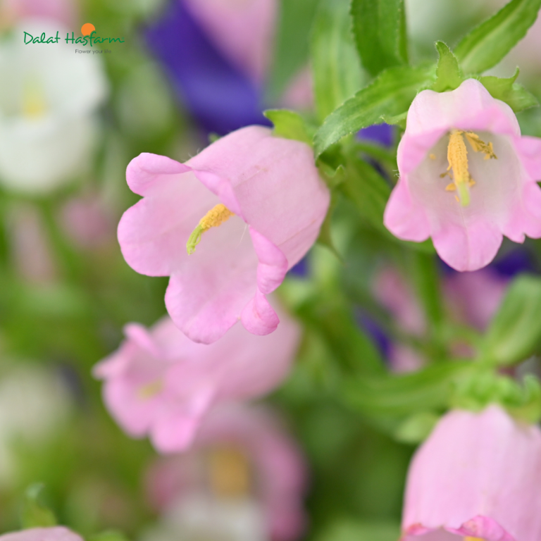 Hoa chuông - Campanula