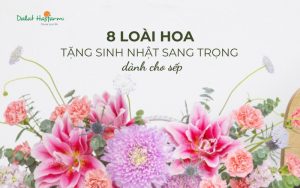 8 Loài hoa tặng sinh nhật sang trọng dành cho sếp