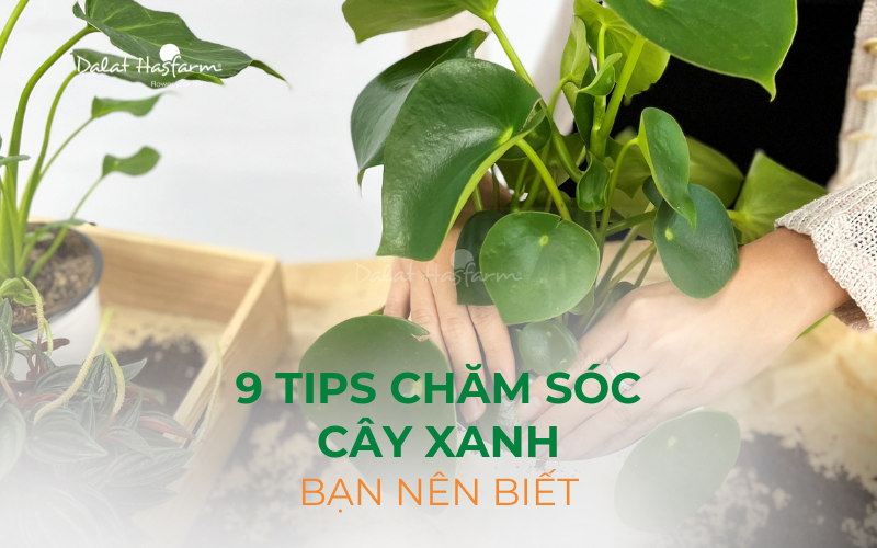 9 Tips chăm sóc cây xanh bạn nên biết