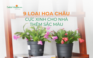 9 loại hoa chậu để bàn cực xinh cho nhà thêm sắc màu