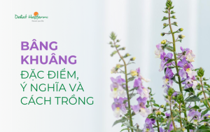 Bâng Khuâng (Ngọc Hân): Đặc điểm, ý nghĩa và cách trồng