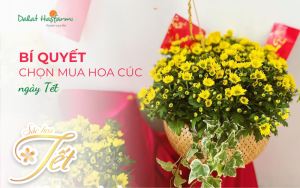 Bí quyết chọn hoa Cúc ngày Tết cùng Dalat Hasfarm