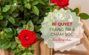 Bí quyết trang trí và chăm sóc hoa hồng trồng chậu