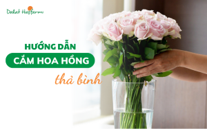 Cách cắm hoa hồng thả bình