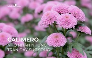 Calimero Nhỏ nhắn nhưng tràn đầy sức sống