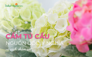 Cẩm Tú Cầu Nguồn gốc, ý nghĩa và các chăm sóc