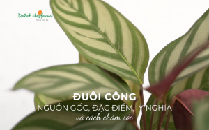 Cây Đuôi Công: Nguồn gốc, đặc điểm, ý nghĩa và cách chăm sóc