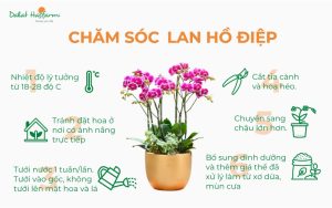 Cách chăm sóc hoa Lan Hồ Điệp chậu