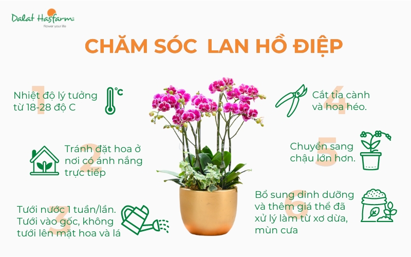 Chăm sóc Lan Hồ Điệp