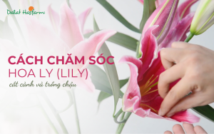 Cách chăm sóc hoa Lily chậu và cắt cành tươi lâu và nhanh nở