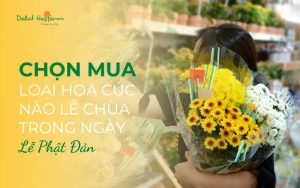 Chọn loại hoa Cúc nào lễ chùa trong ngày Phật Đản?