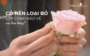 Sự thật về lớp cánh bảo vệ bên ngoài của Hoa Hồng