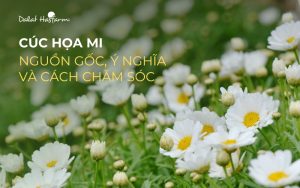 Cúc Họa Mi Nguồn gốc, ý nghĩa, ứng dụng và cách chăm sóc