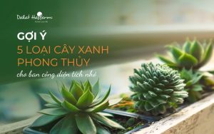 Gợi ý 5 loại cây xanh phong thủy cho ban công diện tích nhỏ