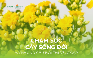 Chăm sóc cây sống đời và những câu hỏi thường gặp