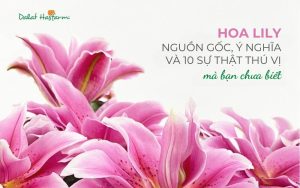 Hoa Ly (Lily): Nguồn gốc, ý nghĩa và 10 sự thật thú vị