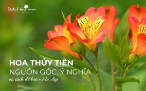 Hoa Thủy Tiên Nguồn gốc, đặc điểm, ý nghĩa và cách chăm sóc